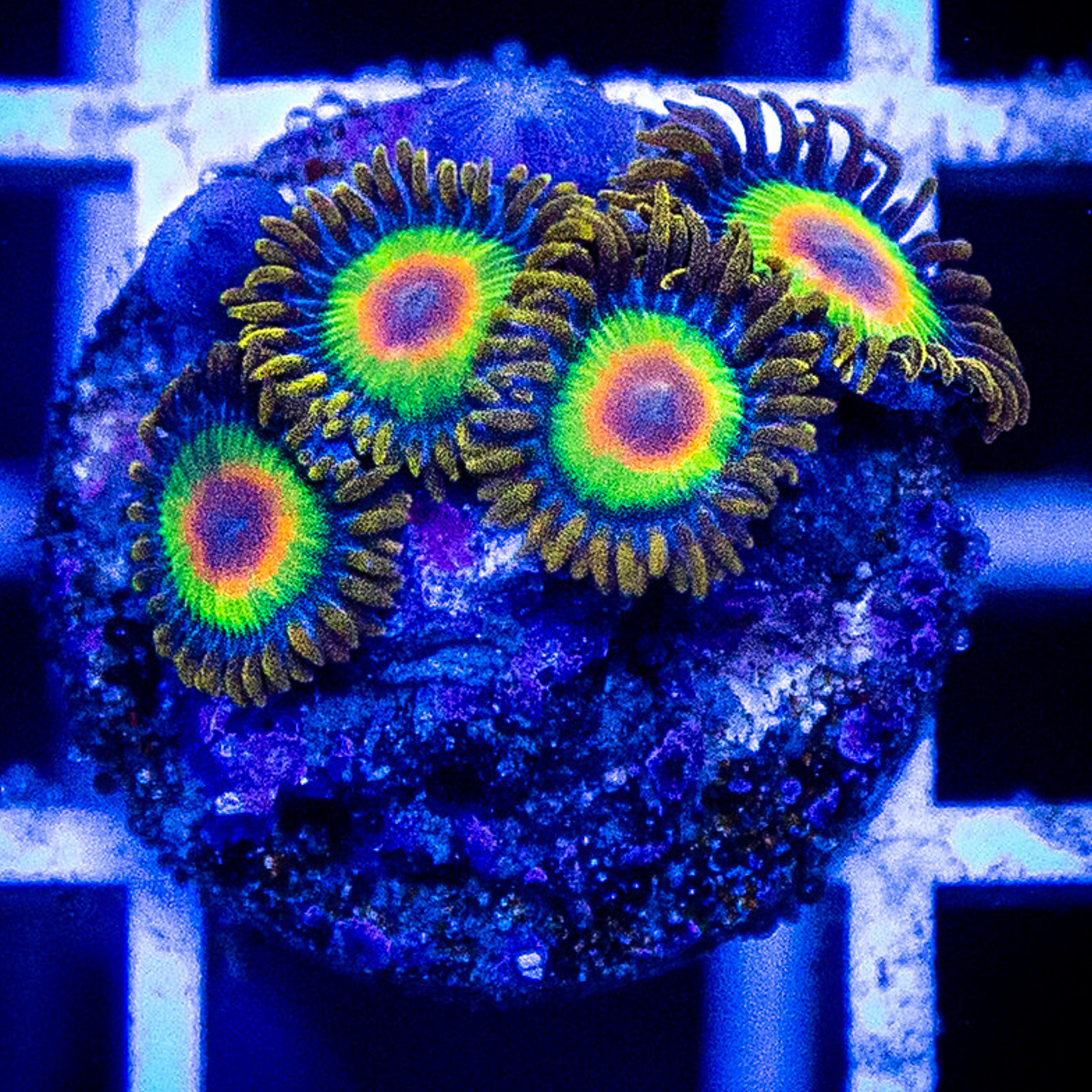 Rastazoasfinaledit.png?v=