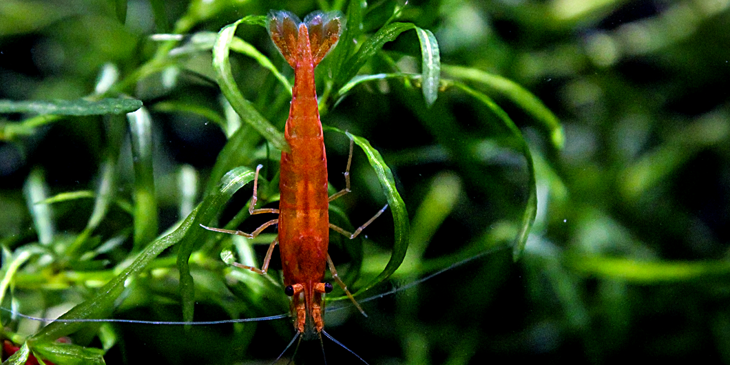 Orange Sunkist Neocaridina Shrimp