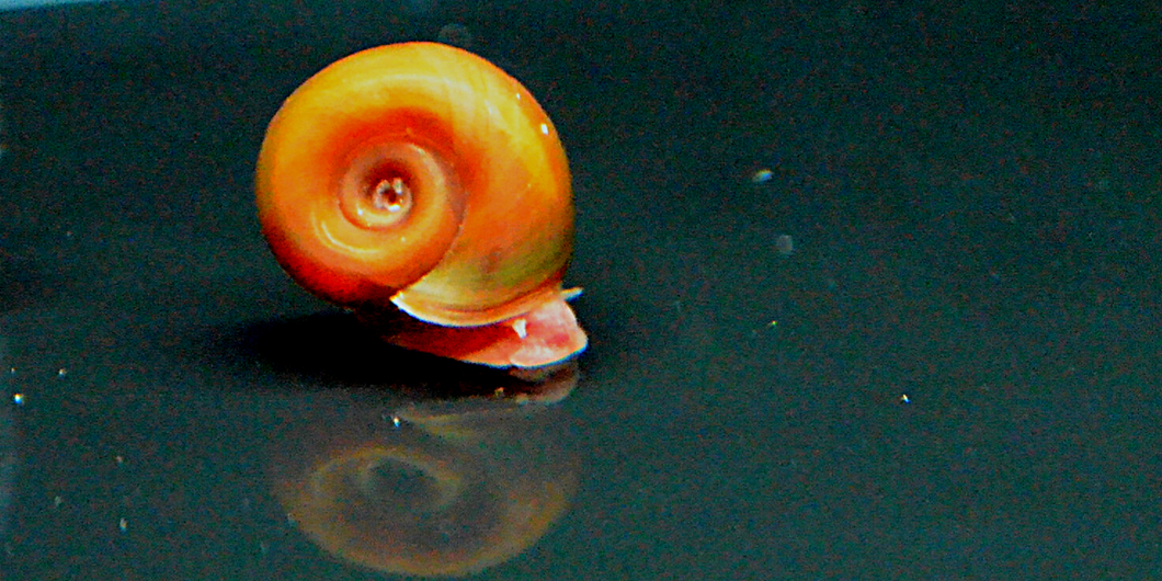 Pink Ramshorn Snails