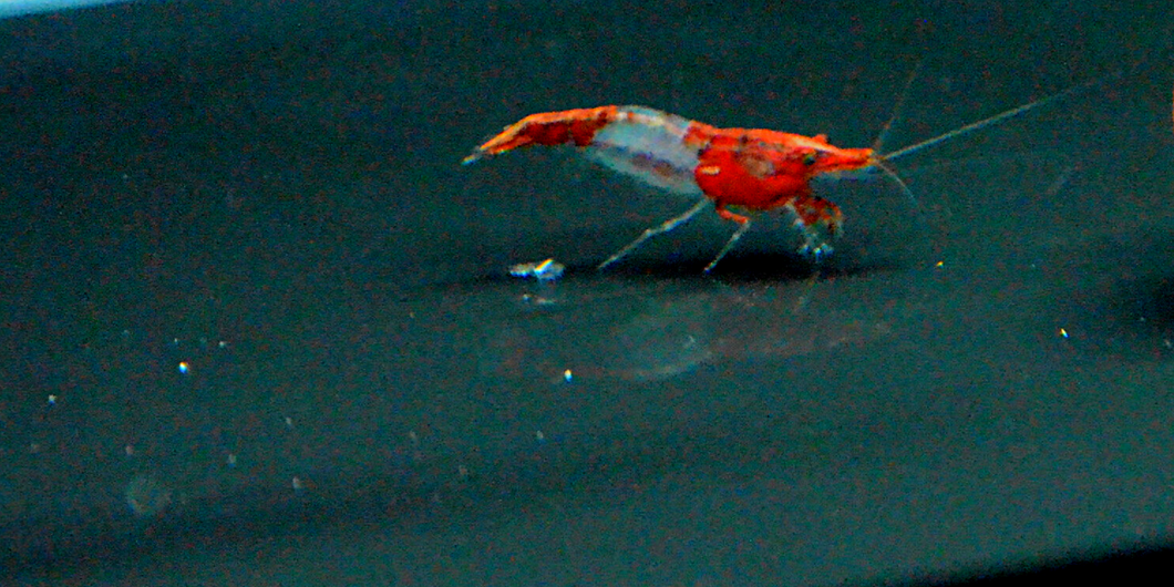 Red Rilli Neocaridina Shrimp