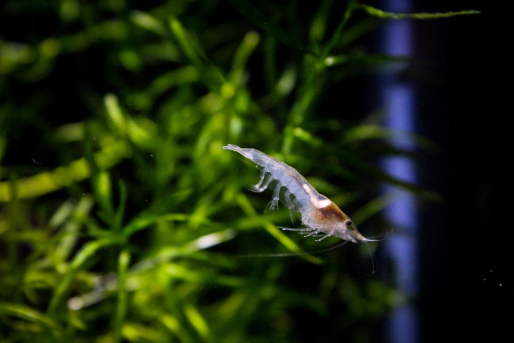 Snow White Neocaridina Shrimp